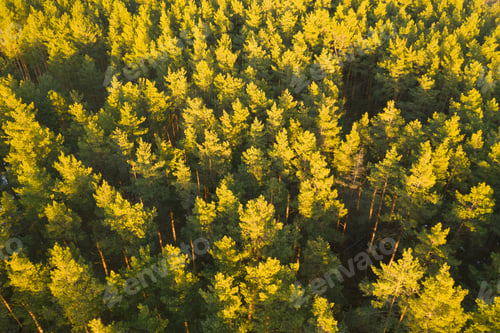 Preview: Aerial View Of Green Pine Coniferous Forest In Landscape