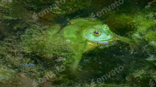 Preview: Camouflage Indian green frog peeks from floating algae,