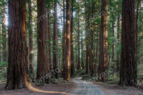 Preview: 53765,Trees growing in state park forest, California, United States