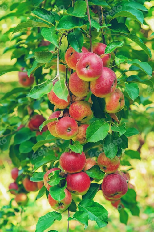 Preview: Apples on a tree in the garden. Selective focus.