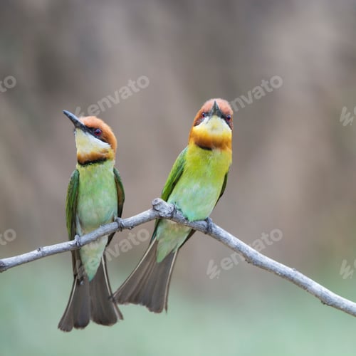 Preview: Chestnut-headed Bee-eater