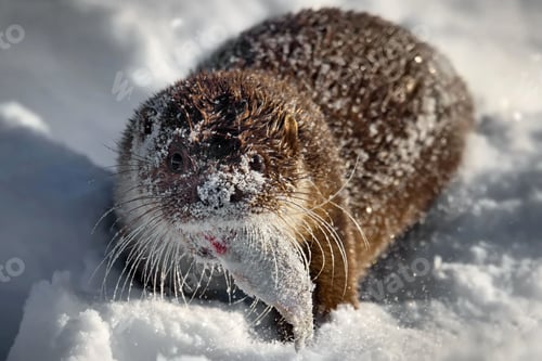 Preview: Closeup of a North American river otter eating fish in a forest covered in the snow in Belarus