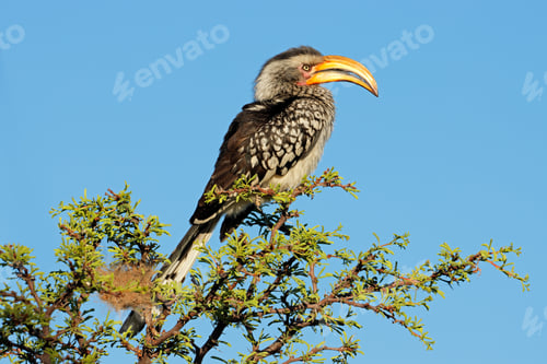 Preview: Yellow-billed hornbill perched in a tree