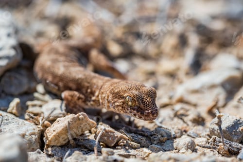 Preview: Close up cute small Even-fingered gecko genus Alsophylax on ground
