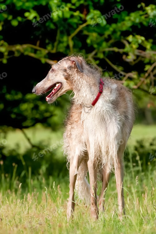Preview: borzoi