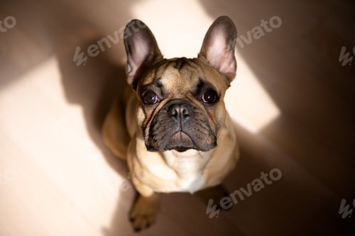 Preview: cute french bulldog puppy at home sitting on floor at sunlight