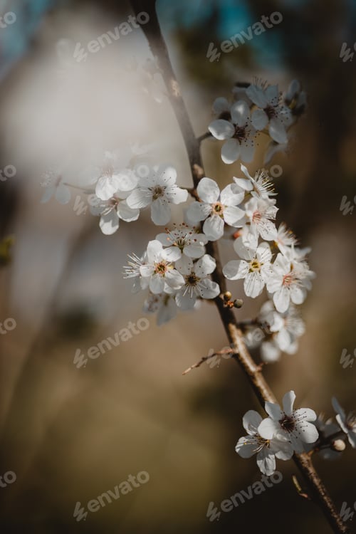 Preview: Closeup of blooming fruit tree branch with white little flowers