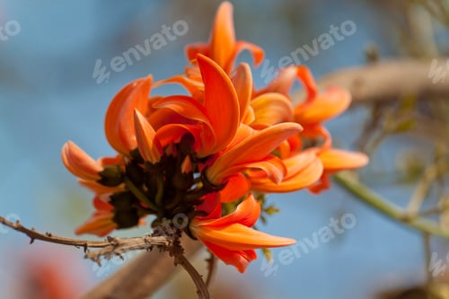 Preview: Polash flower in full bloom