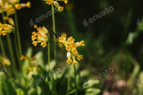 Preview: primrose primula veris (common cowslip) flowers. first spring bright yellow blooming wildflowers in