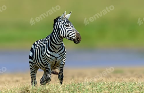 Preview: Zebra in the grass nature habitat, National Park of Kenya