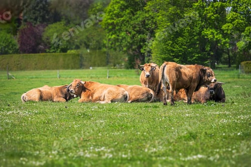 Preview: Happy cows on a pasture