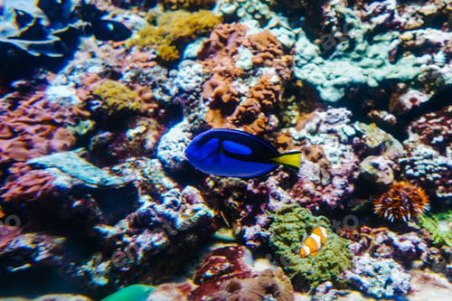 Preview: Underwater bright world with corals and fishes.