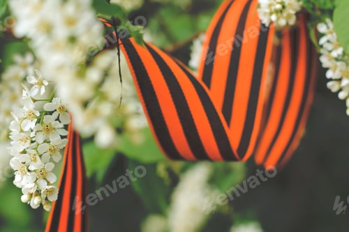 Preview: St. George’s ribbon on a spring blooming cherry tree on May 9 Victory Day. Patriotic war in Russia N
