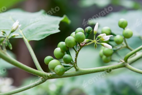 Preview: Pea Eggplant, Turkey berry on the branch