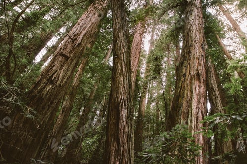 Preview: Looking up at the magnificent redwoods of Northern California