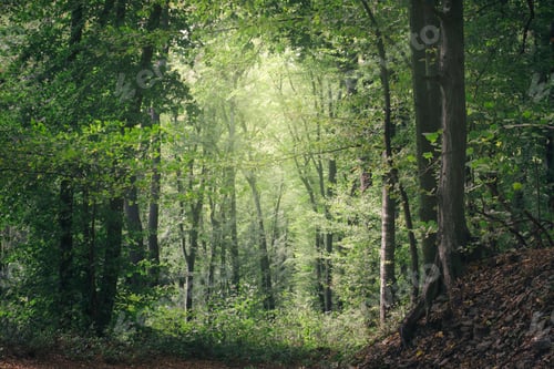 Preview: Green forest background
