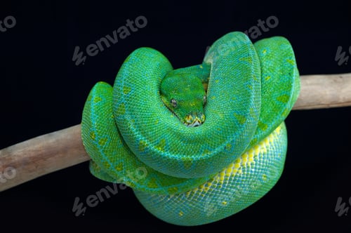 Preview: Green tree python isolated on black