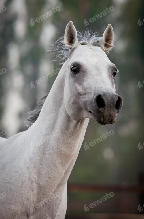 Preview: arabian, horse, mare, stallion, riding