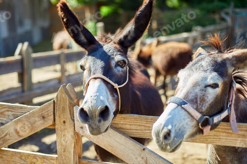 Preview: Friendly Donkey in the paddock being social, contact farm