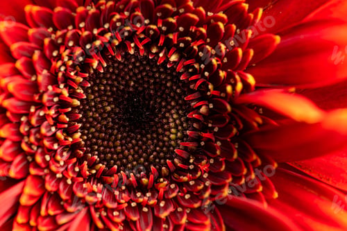 Preview: Closeup of a beautiful flower with glistening water droplets scattered across its petals