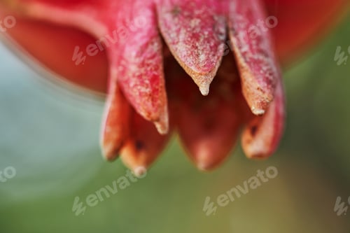 Preview: Pomegranate in pomegranate plantation in the harvest season, in the rays of the dawn sun.