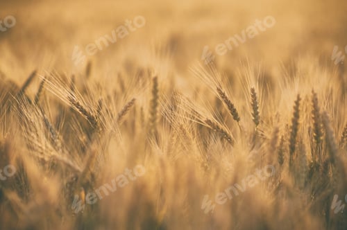 Preview: Ripe golden spikelets of wheat