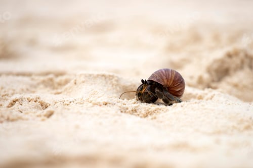 Preview: Hermit crab (Pagurus bernhardus) walking with his shell