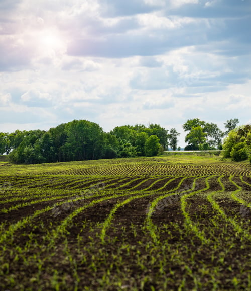 Preview: Wide angle view at young corn fields spring time somewhere in Ukraine