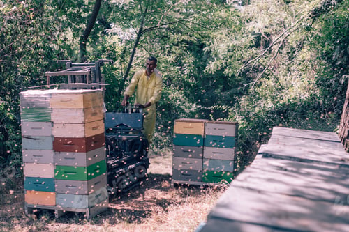 Preview: Beekeeper moving beehives with forklift in apiary during honey harvest season