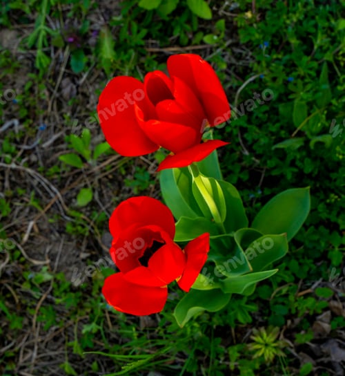 Preview: Wild tulips at the countryside meadow