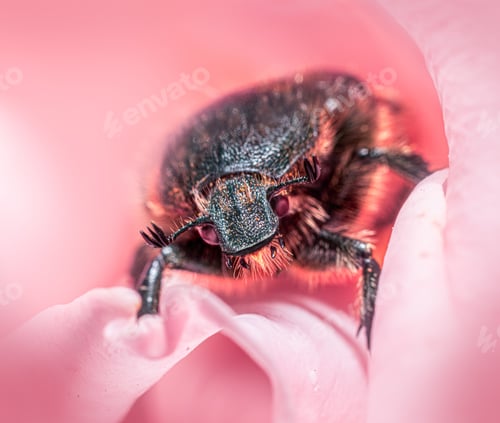Preview: Closeup shot of a beetle inside a pink rose - perfect for background
