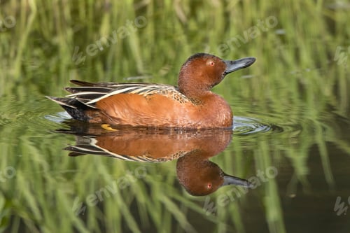 Preview: Cinnamon teal in still water.