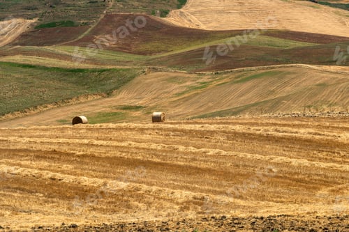 Preview: Rural landscape in Apulia at summer