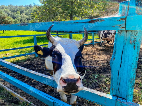 Preview: Cow Portrait with Blue Fence in Green Pasture