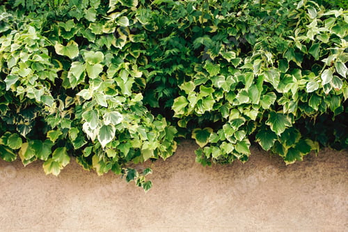 Preview: Universal background with green vegetation.