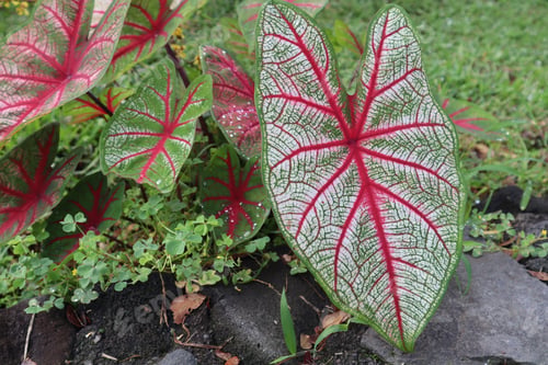 Preview: Closeup of the grown colorful and exotic leaves of the Caladium plant in the garden