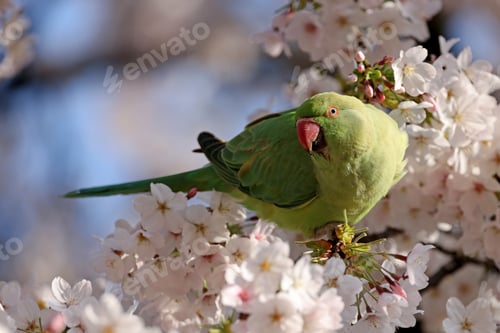 Preview: The rose-ringed parakeet (Psittacula krameri), also known as the ring-necked parakeet in blossom