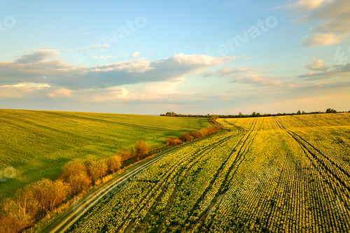Preview: Aerial view of bright green agricultural farm field with growing rapeseed plants and cross country