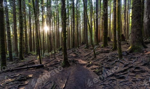 Preview: Hiking Path to Mystic Beach in the Vibrant Rainforest