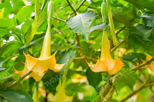 Preview: Brugmansia suaveolens