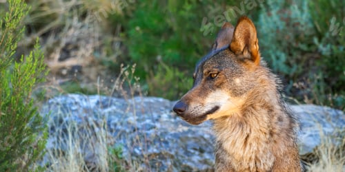 Preview: Iberian Wolf, Zamora, Spain