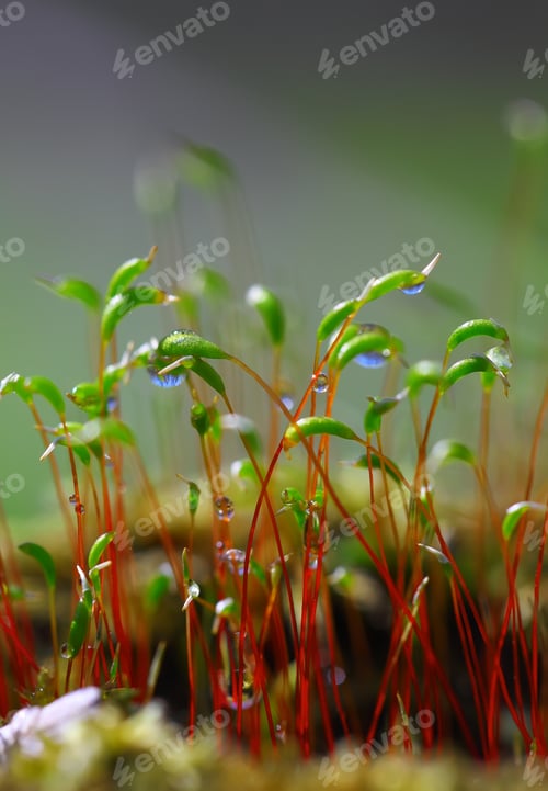 Preview: macro shot of some moss spores absorbing raindrops