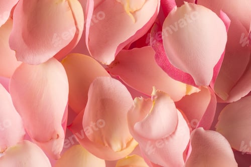 Preview: Composition of close up of rose petals