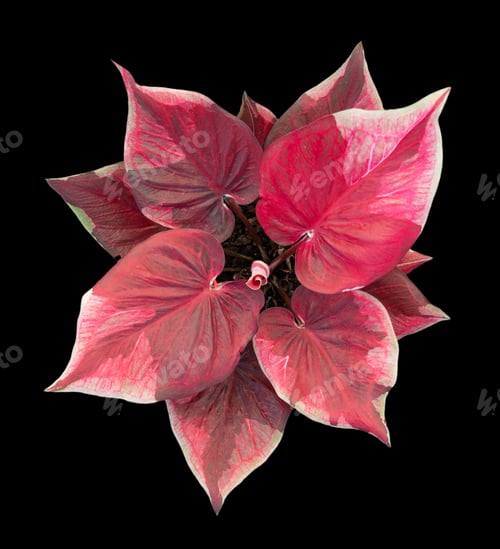 Preview: Beautiful colorful caladium on Black background isolate with clipping path. Queen