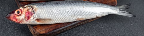 Preview: herring fish fresh raw seafood tasty fresh healthy eating cooking appetizer meal food snack