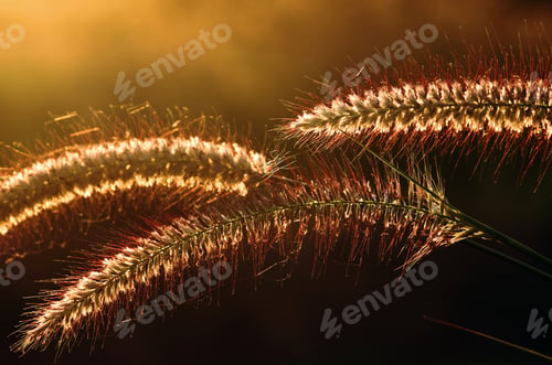 Preview: golden wheat field at sunset
