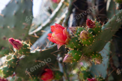 Preview: Red Cactus Flower Blooming in Green Thorns