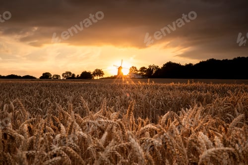 Preview: sunset over wheat field and windmill