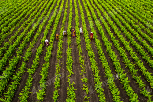 Preview: Aerial view of green agriculture field, India.
