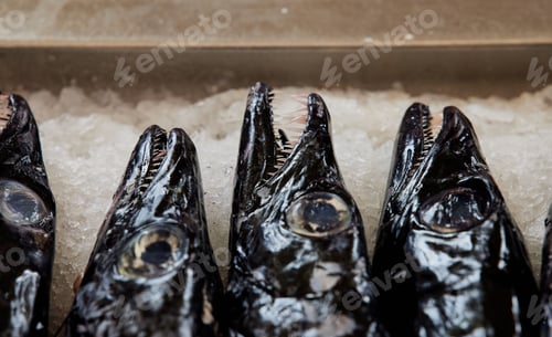 Preview: Close-up of beltfish heads with sharp teeth on ice at a fish market in Funchal, Madeira, Portugal